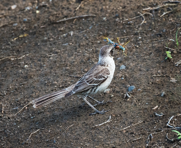 Galapagos 28 Mocking Bird